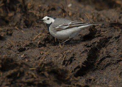 Sdesrla [White Wagtail] IMGL9366.jpg