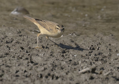 Svsngare [Sedge Warbler] IMGL9623.jpg