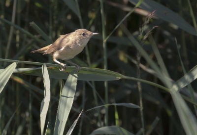 Svsngare [Sedge Warbler] IMGL9634.jpg