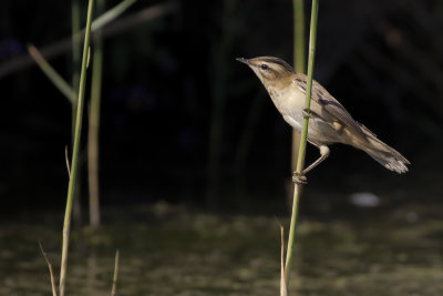 Svsngare [Sedge Warbler] IMGL9689.jpg