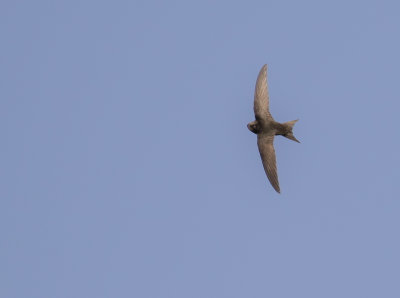 Tornseglare [Common Swift] IMGL8378.jpg