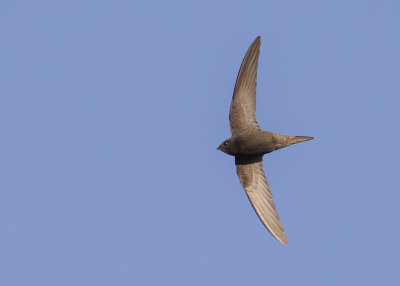 Tornseglare [Common Swift] IMGL8526.jpg