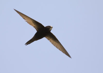 Tornseglare [Common Swift] IMGL8537.jpg