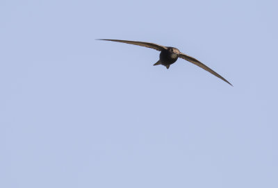 Tornseglare [Common Swift] IMGL8545.jpg