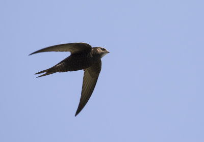 Tornseglare [Common Swift] IMGL8570.jpg