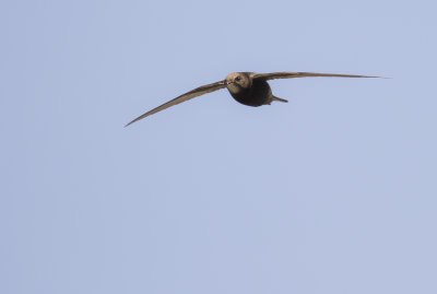 Tornseglare [Common Swift] IMGL8616.jpg