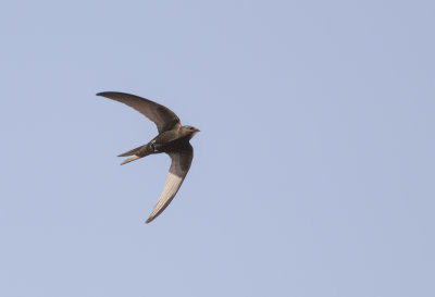 Tornseglare [Common Swift] IMGL8739.jpg