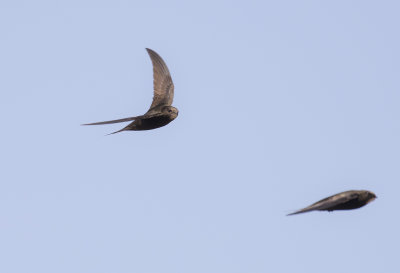 Tornseglare [Common Swift] IMGL8746.jpg
