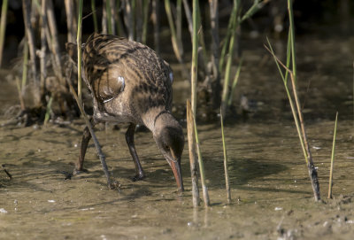 Vattenrall [Water Rail] IMGL9764.jpg