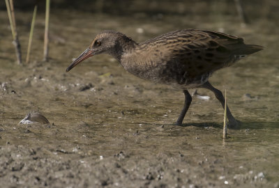 Vattenrall [Water Rail] IMGL9788.jpg