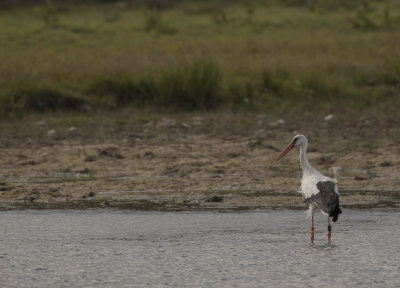 Vit stork [White Stork] IMGL2221.jpg