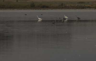 gretthger [Great egret] IMGL1679.jpg