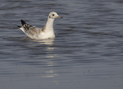 Skrattms [Black-headed Gull] IMGL9552.jpg
