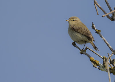 Gransngare [Chiffchaff] IMGL7871.jpg