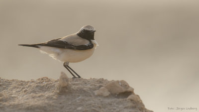 IMGL6159.jpg