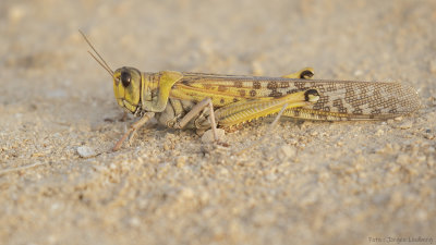 IMGL6173.jpg