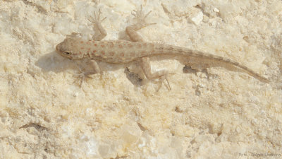 IMGL7651.jpg
