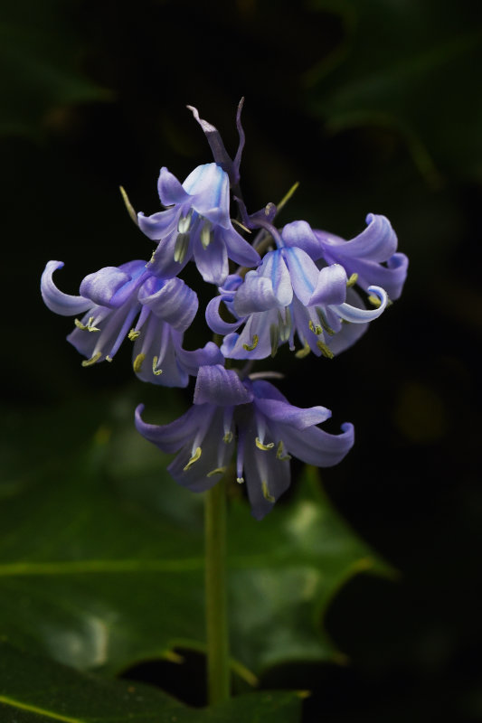 Flowers 2020 (my back garden)