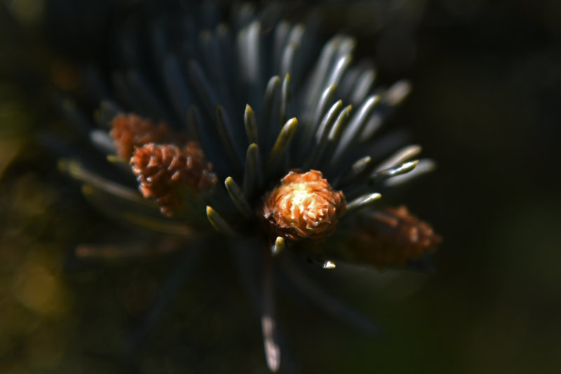 Flowers 2020 (my back garden)