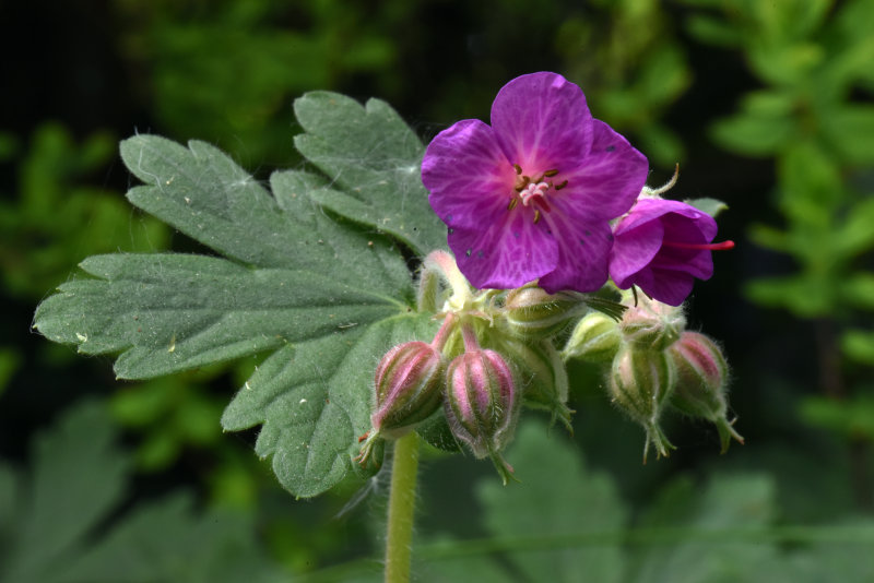 Flowers 2020 (my back garden)