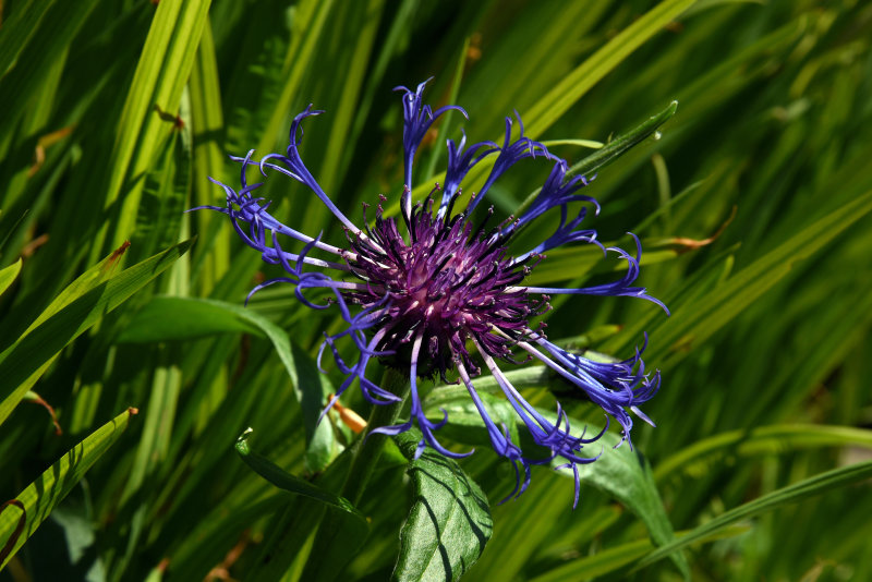 Flowers 2020 (my back garden)