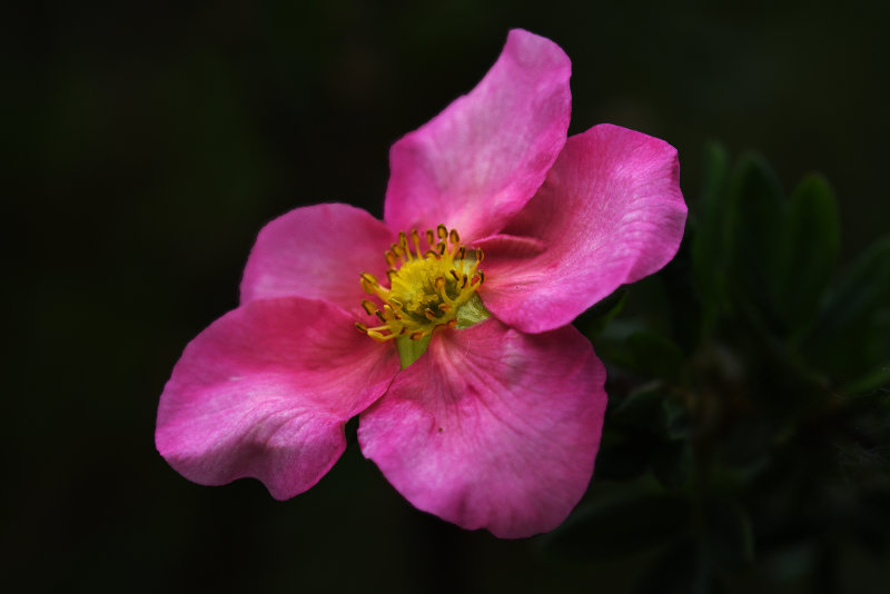 Flowers 2020 (my back garden)