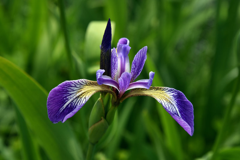 Flowers 2020 (my back garden)