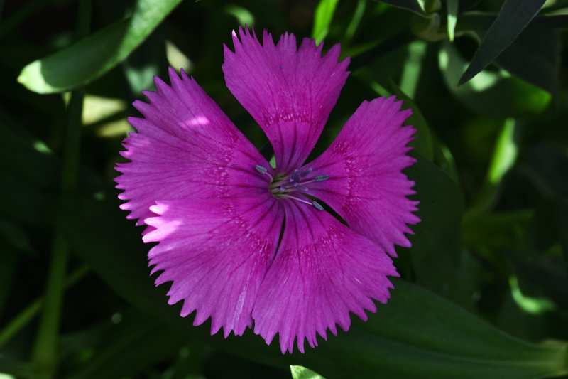 Flowers 2020 (my back garden)