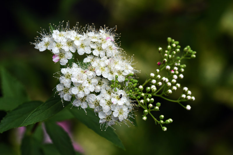 Flowers 2020 (my back garden)