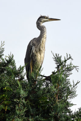 Heron in our back garden looking at our fish