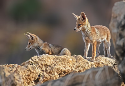 Fox cubs.