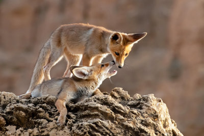 Fox cubs.