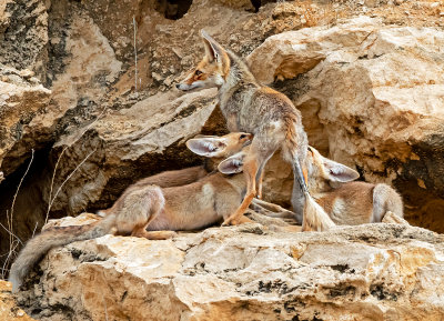 A female fox feeds the small puppies