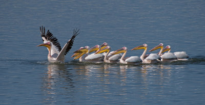 Follow the leader ... Pelicans.