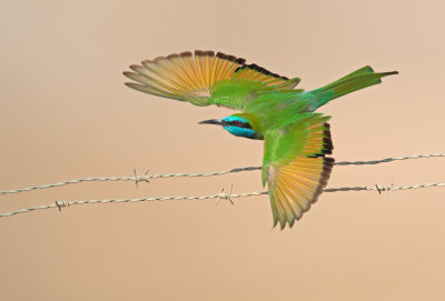 Little Green Bee-eater.