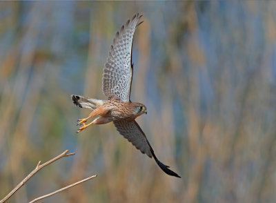 Common Kestrel.