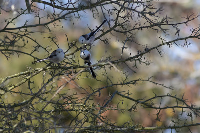 Stjrtmes/Long tailed tit.