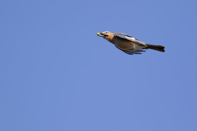 Ntskrika/Eurasian jay.