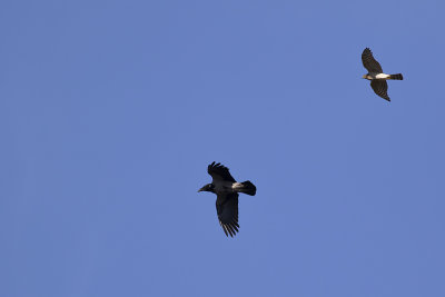 Sparvhk jagar krka/Sparrowhawk chase Crow.