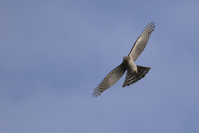 Sparvhk/Sparrowhawk.