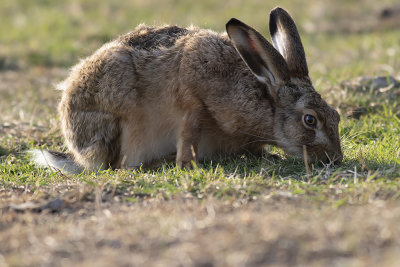 Hare/Hare.