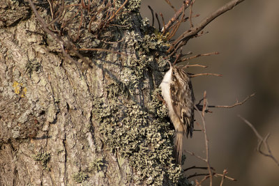 Trdkrypare/Eurasian Treecreeper