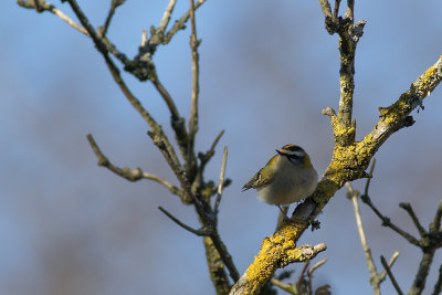 Brandkronad kungsfgel/Firecrest.