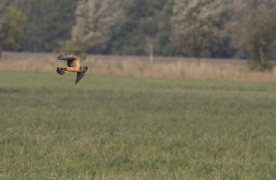 Stäpphök/Pallid Harrier