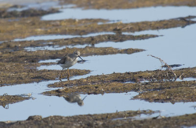 Tereksnppa/Terek Sandpiper 