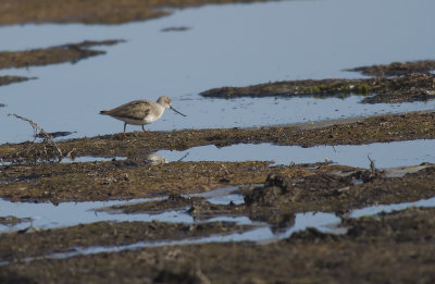 Tereksnppa/Terek Sandpiper 