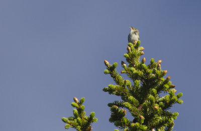 Nordsngare/Arctic Warbler