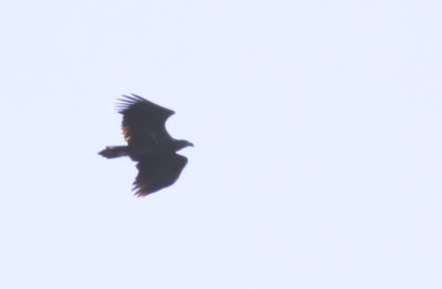 mindre skrikrn/lesser spotted eagle