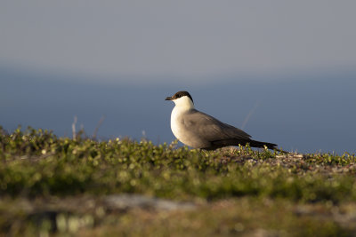 Fjllabb/Long-tailed Jaeger