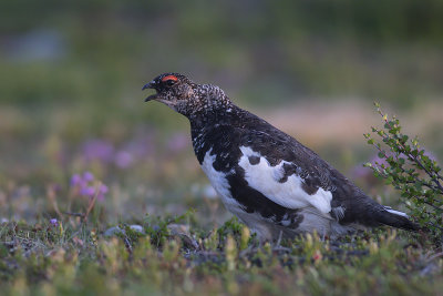 Fjllripa/Rock Ptarmigan